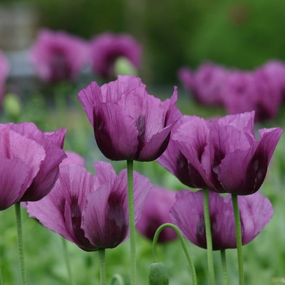 Picture of Papaver Somniferum - Hungarian Blue